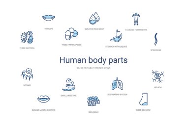 İnsan uzuvları konsepti 14 renkli taslak simgeleri. 2 renk mavi