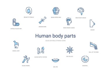 İnsan uzuvları konsepti 14 renkli taslak simgeleri. 2 renk mavi