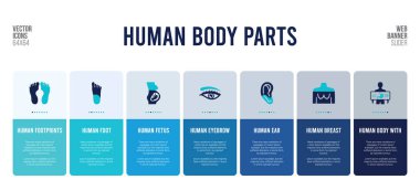 İnsan vücut parçaları konsept elementlerine sahip web pankartı tasarımı.