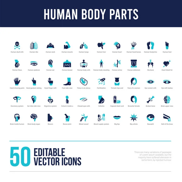 50 human body parts concept filled icons — Stock Vector