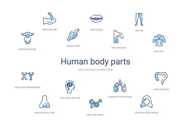 İnsan uzuvları konsepti 14 renkli taslak simgeleri. 2 renk mavi