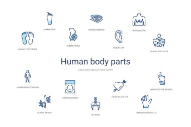 İnsan uzuvları konsepti 14 renkli taslak simgeleri. 2 renk mavi