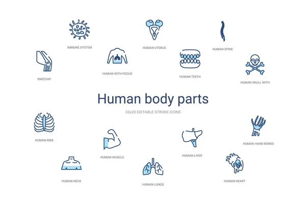 Έννοια ανθρώπινα μέρη του σώματος 14 πολύχρωμα εικονίδια περίγραμμα. 2 χρώμα μπλε — Διανυσματικό Αρχείο
