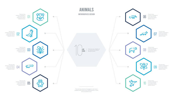 Инфографический дизайн животных с 10 шестиугольниками опти
