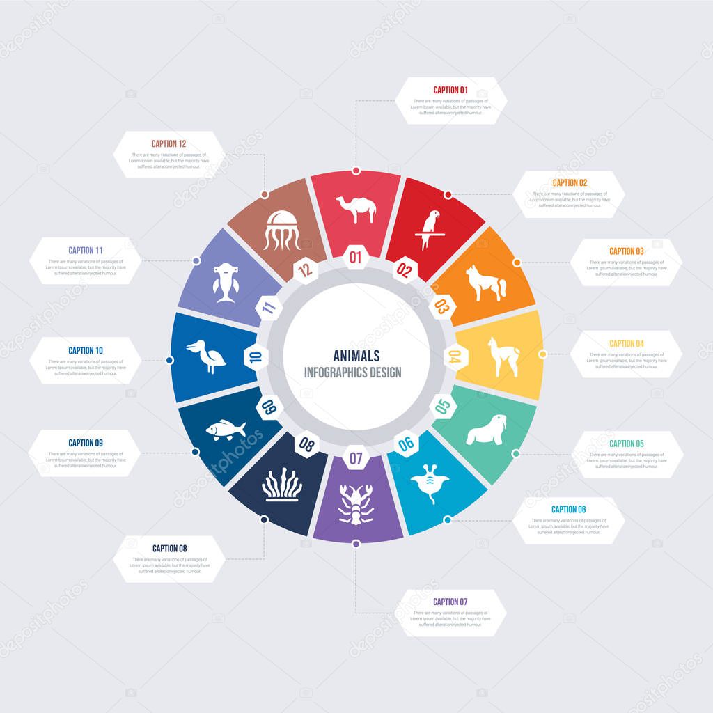 Round 12 options animals infographic template design. medusa, hummerhead, pelican, goldfish, seaweed, lobster vector icons
