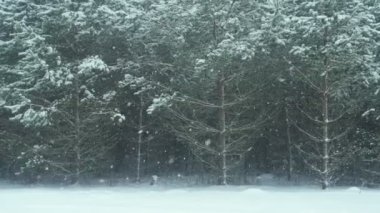 Güzel kış ormanı manzarası