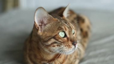 yatakta dinleniyor bengal kedisi