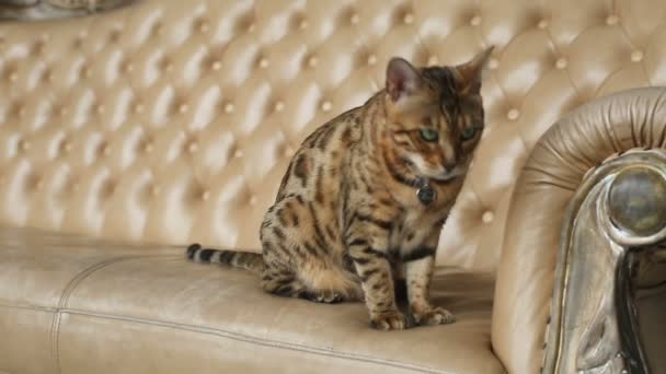 Vacker elegant Bengal katt — Stockvideo