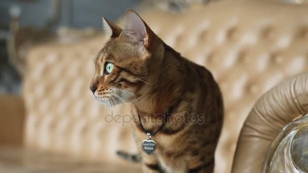 Чистокровних кішка бенгальська — Wideo stockowe