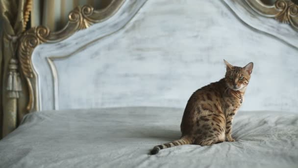 Кіт бенгальський породи — стокове відео