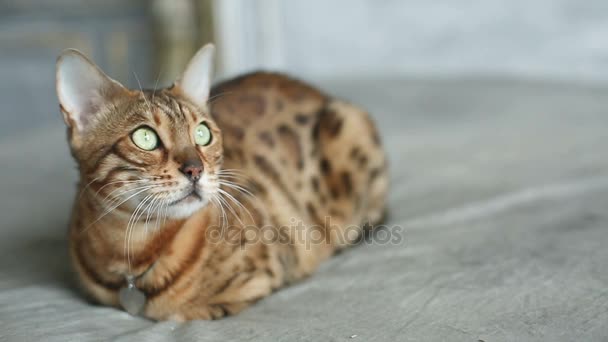 Funny Bengal Cat Lying — Stock Video