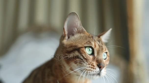 Gato de bengala con ojos verdes — Vídeos de Stock