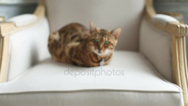 Bengala gato acostado en el sillón — Vídeos de Stock