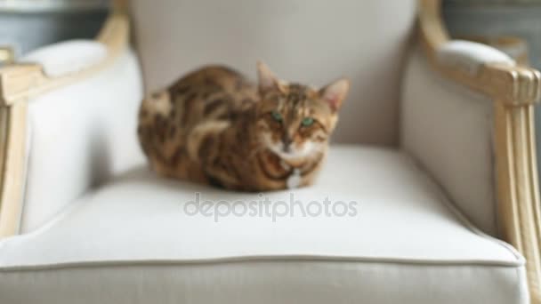 Bengal Cat Lying On The Armchair — Stock Video