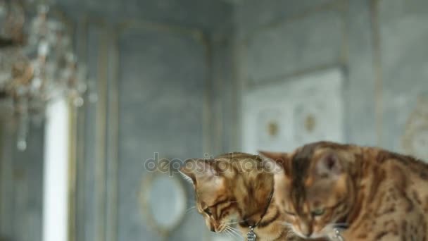 Kat en de spiegel — Stockvideo
