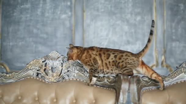 Bellissimo gatto del Bengala sul divano — Video Stock