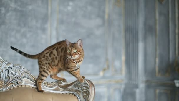 Αξιολάτρευτο χρυσό Βεγγάλης γάτα — Αρχείο Βίντεο