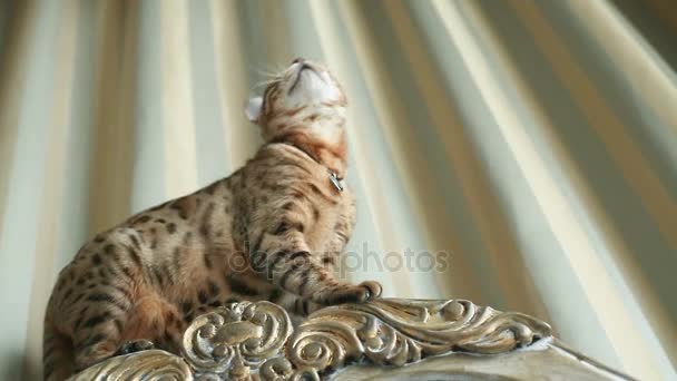 Playful Bengal Cat — Stock Video