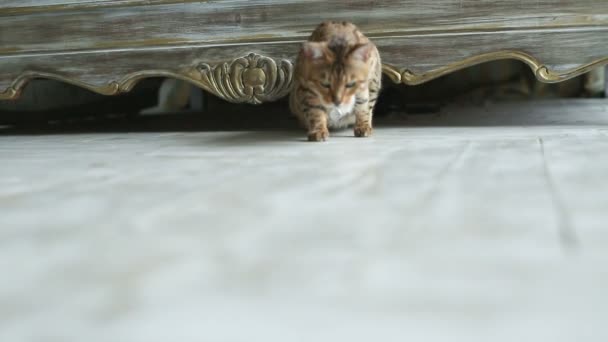 Bengala gato brincando na casa — Vídeo de Stock