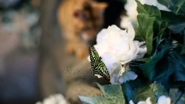 Çok güzel altın Bengal kedi ve kelebek