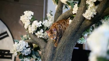 Kelebek ile kedi Bengal doğurmak oyun