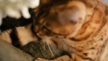 Ağaç üzerinde yürüme Bengal kedisi