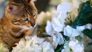 Safkan Bengal kedi kelebek yakalar