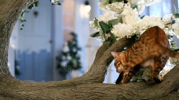 Piękny bengalski kot na drzewie — Wideo stockowe