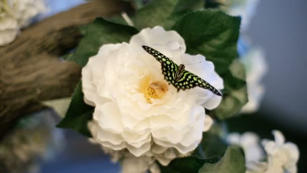 A Butterfly Sits On A Flower — Stock Video