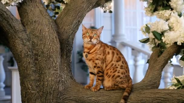 Divertido gato de Bengala descansando en el árbol — Vídeo de stock