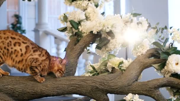 Bengale chat assis sur l'arbre — Video