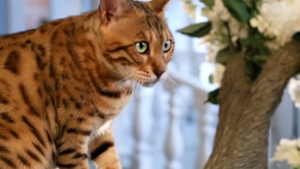 Bengáli macska portré - családfa macska — Stock videók