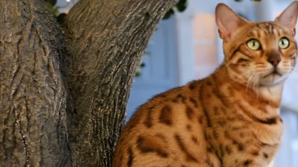 Beautiful Bengal Cat On The Tree — Stock Video