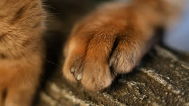 Πόδι γάτας με νύχια — Αρχείο Βίντεο