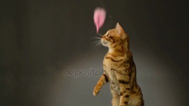 Safkan Bengal kedi tüy yakalar