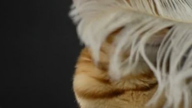 Güzel şık Bengal kedisi