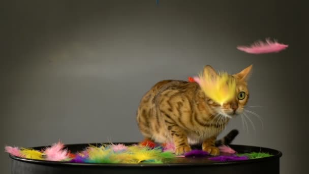 Красива бенгальська кішка в студії — стокове відео
