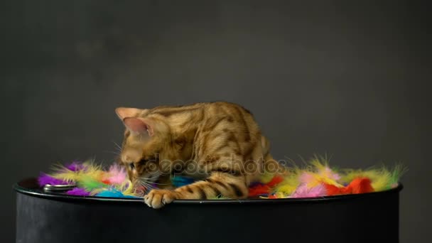 Śliczny złoty bengalski kot — Wideo stockowe