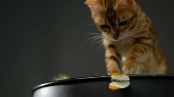 Kot bengalski rasy grać z motyl — Wideo stockowe