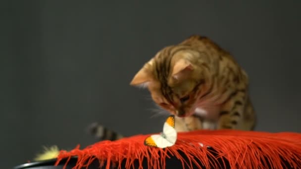 Adorable oro bengala gato y mariposa — Vídeo de stock