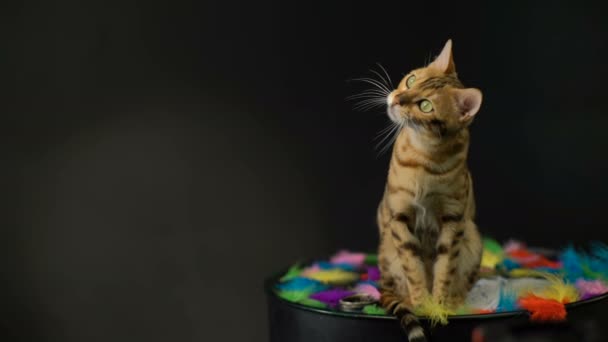Бенгальский кот в студии — стоковое видео