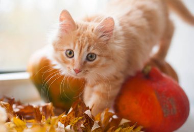 Pencerenin pervazındaki sevimli kızıl kedi gündüz vakti cama çarpıyor.