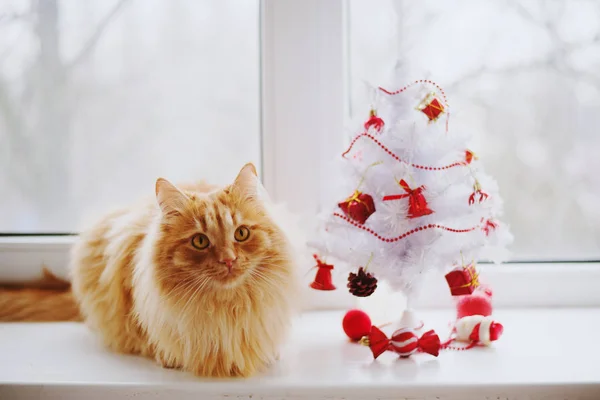 Lindo Gato Jengibre Alféizar Ventana Con Árbol Navidad Mirando Cámara — Foto de Stock