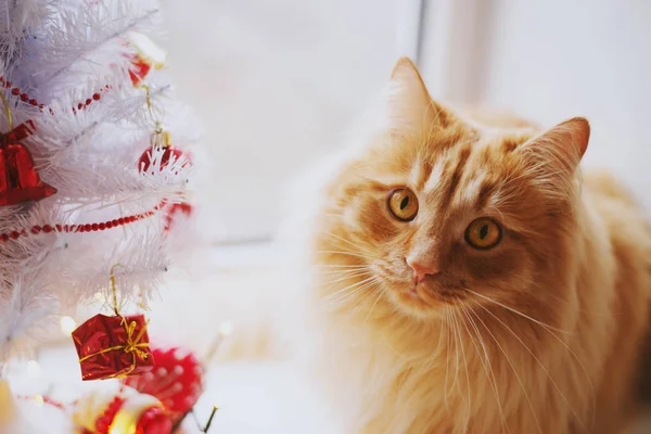 Lindo Gato Jengibre Alféizar Ventana Con Árbol Navidad Decorado Contra — Foto de Stock