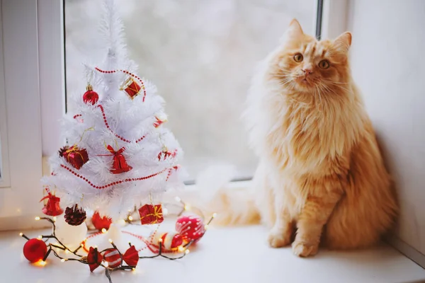 Lindo Gato Jengibre Alféizar Ventana Con Árbol Navidad Contra Vidrio — Foto de Stock