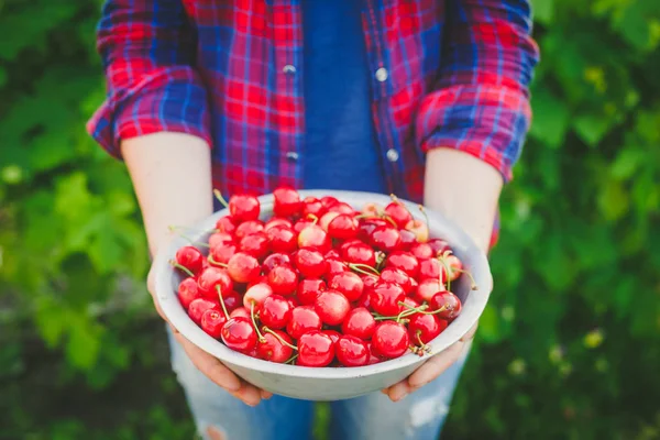 Raccolta di ciliegie fresche — Foto Stock