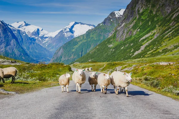 Горная дорога с овцами и снежными горами на заднем плане — стоковое фото