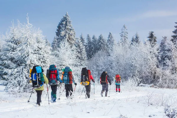 Grupo de excursionistas en sendero de nieve en bosque invernal —  Fotos de Stock