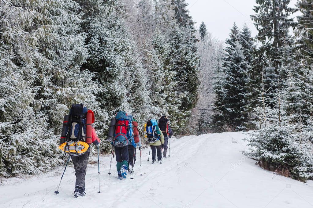 Group of trekkers on snow trail in winter forest