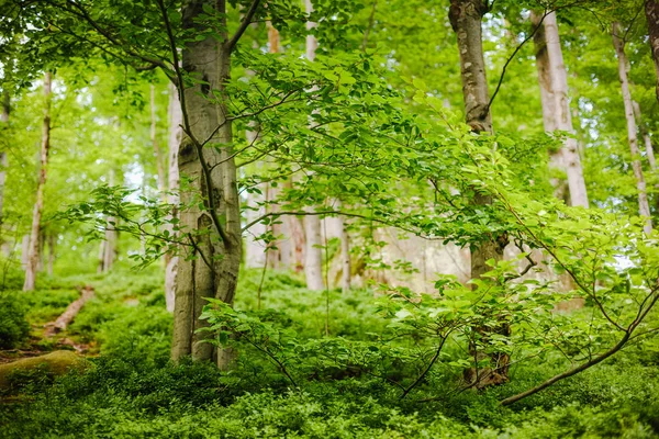 Зелений ліс. Природа зелена деревини фон — стокове фото